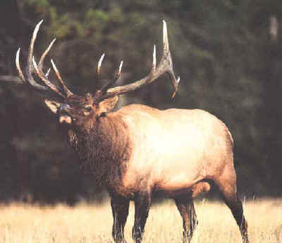 The start of our trophy bull elk at Echo Lake Hunts in Saskatchewan