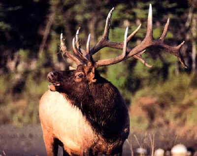 The start of our trophy bull elk at Echo Lake Hunts in Saskatchewan