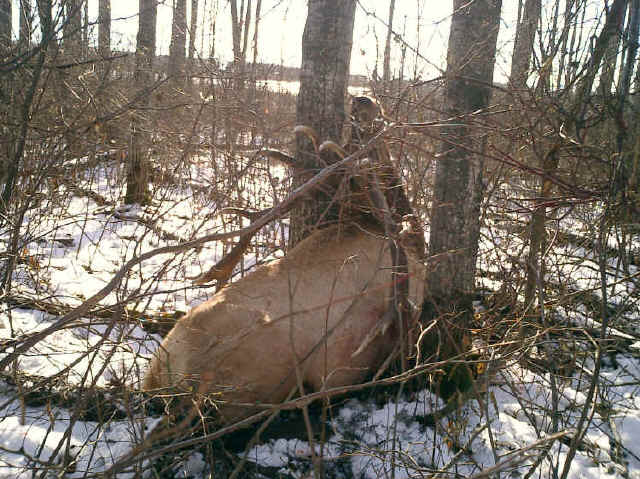 Trophy bull elk between two trees