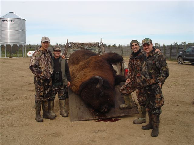 Admiring a monster bison after elk hunting in Saskatchewan Canada