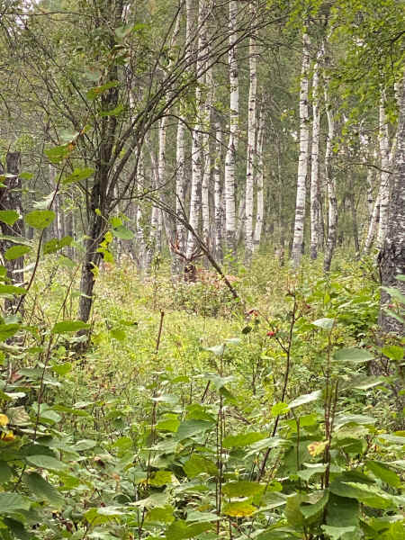 Elk hiding in trees after hunting elk in Saskatchewan Canada