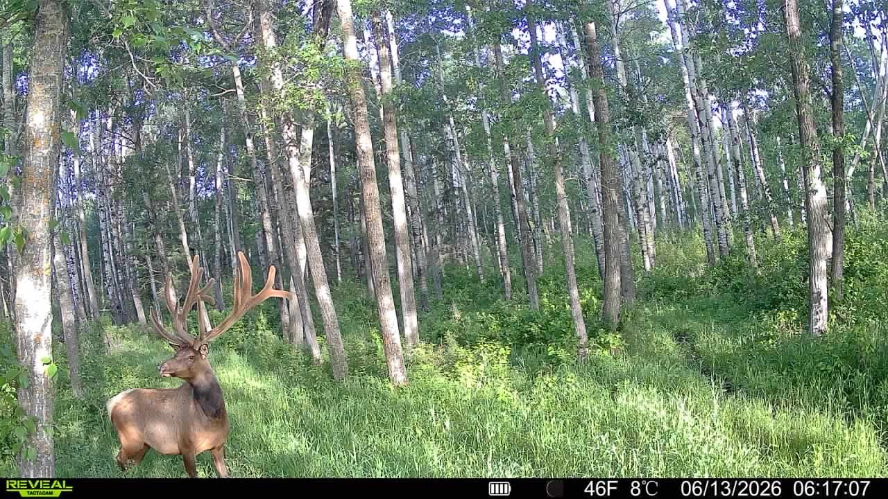 Monster bull elk in June at Echo Lake Hunts in Saskatchewan