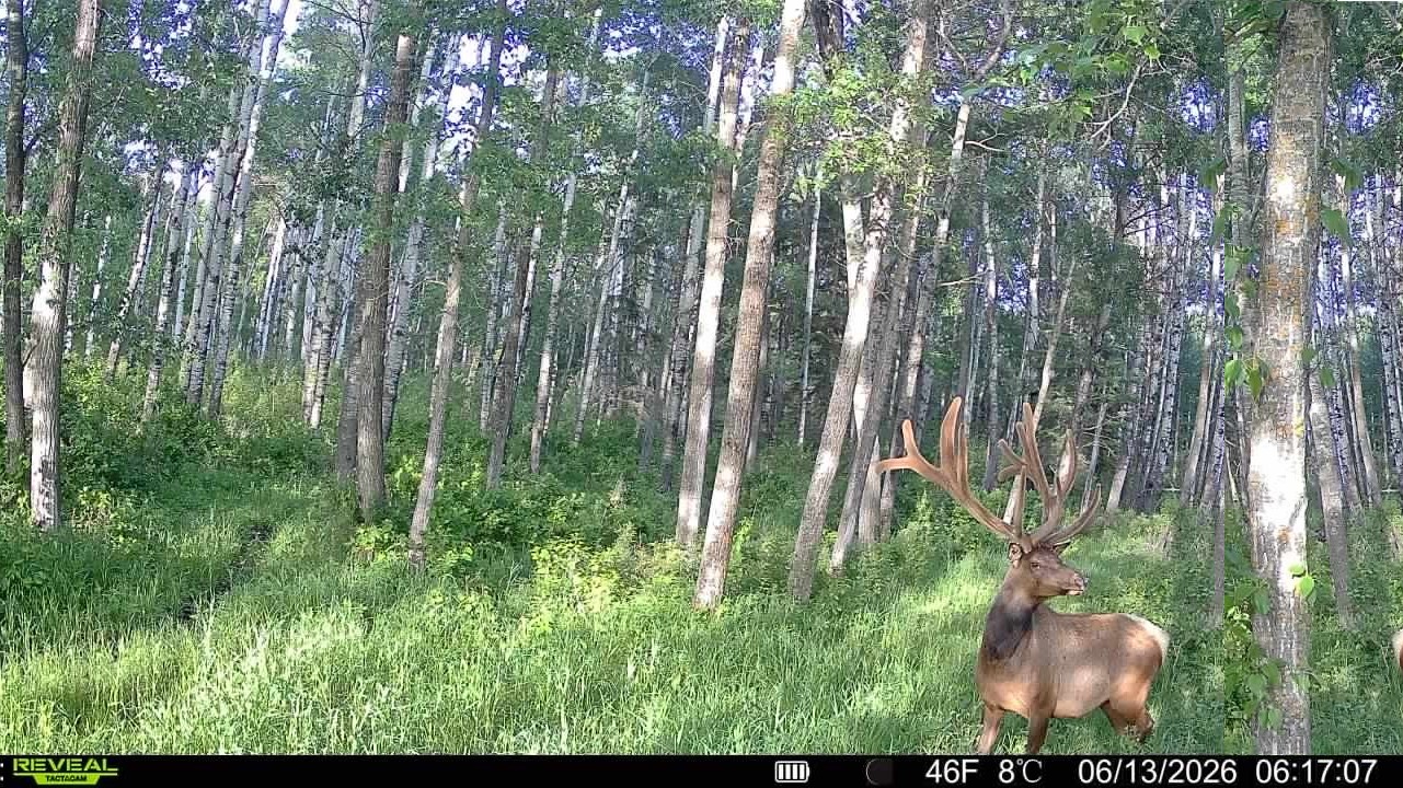Monster bull elk in June at Echo Lake Hunts in Saskatchewan