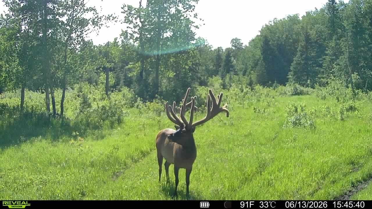 Monster bull elk in June at Echo Lake Hunts in Saskatchewan