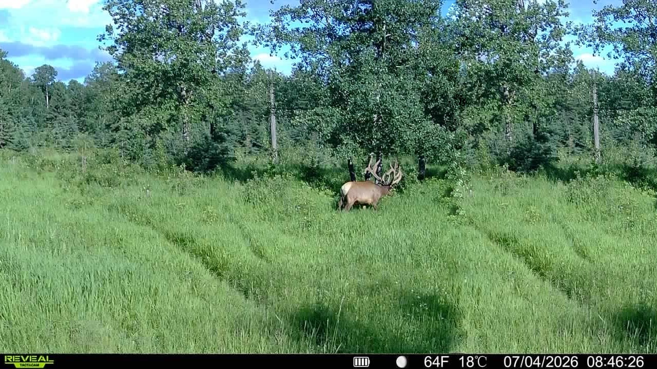 Monster bull elk in June at Echo Lake Hunts in Saskatchewan