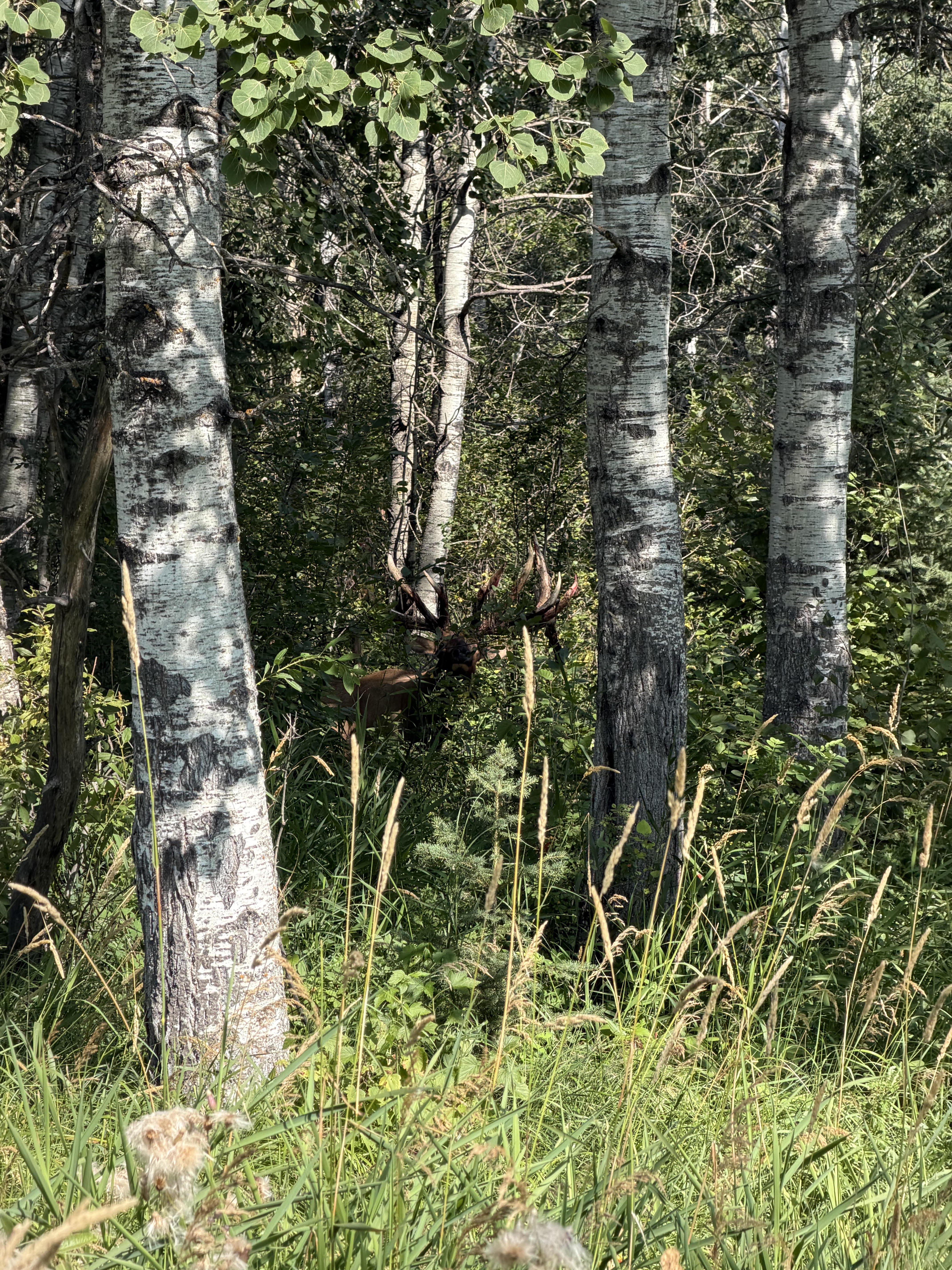 Stripping started at Echo Lake Hunts in Saskatchewan